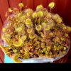 Kępka dorosłych roslin/look of clump of lot of adult plants 